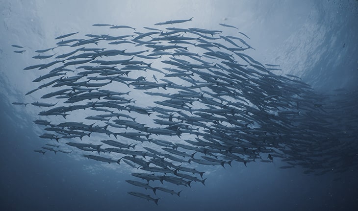 um-cardume-ordenado-de-peixes